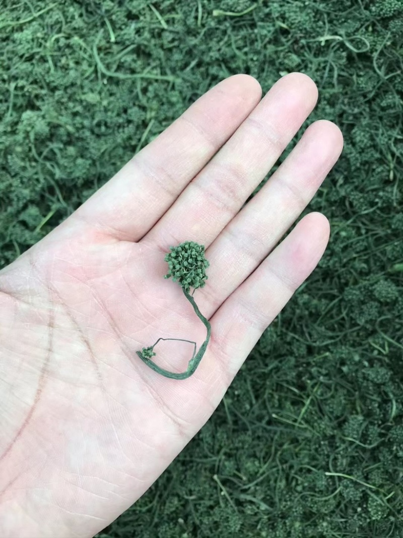 长白山人参花。生晒参花新鲜大花蕾，产地直发、