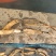 红花观赏藕种苗，莲子藕种苗，大量现货