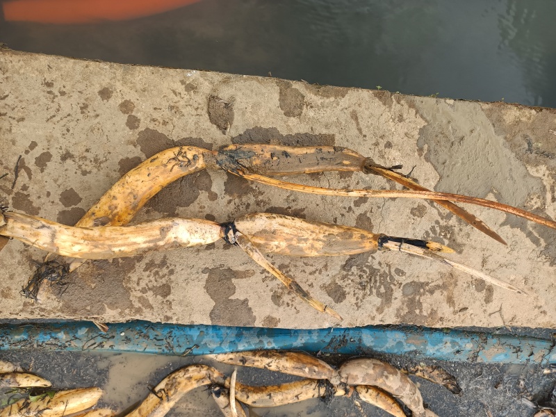 红花观赏藕种苗，莲子藕种苗，大量现货