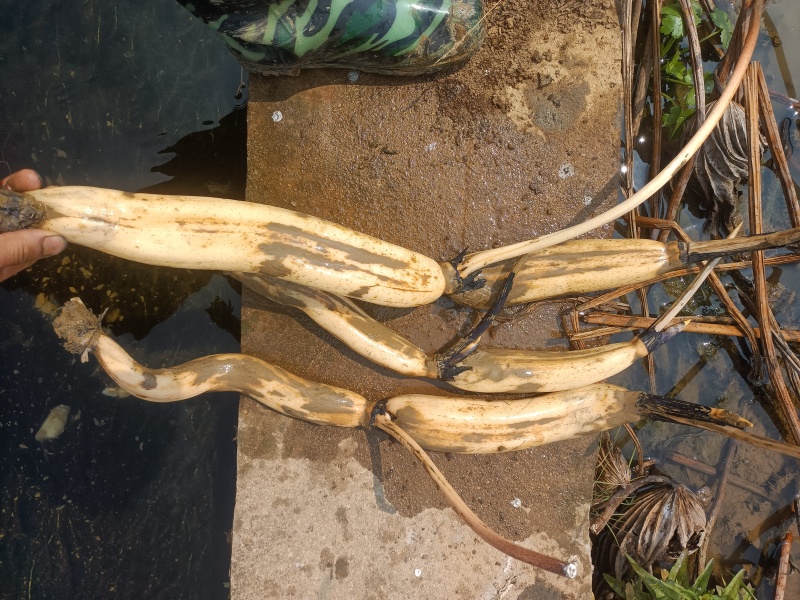 红花观赏藕种苗，莲子藕种苗，大量现货