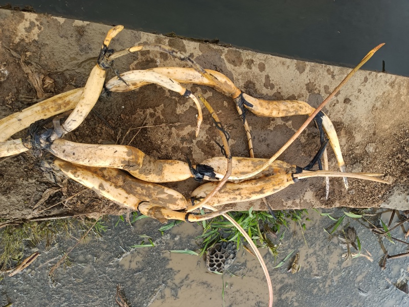 红花观赏藕种苗，莲子藕种苗，大量现货