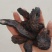 《生地黄》地黄片现货规格全量大从优