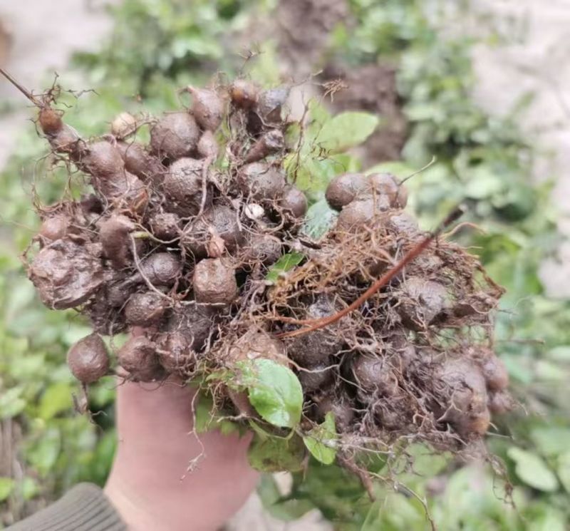 三叶青苗四川中药材种植基地一手货源现挖现发包技术