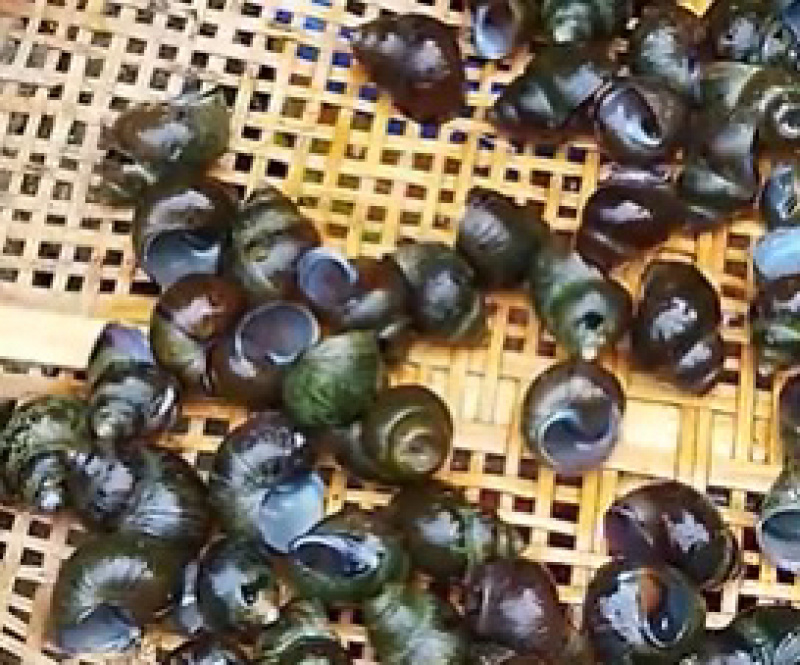 湖北田螺壳大量有货价格美丽精品田螺壳