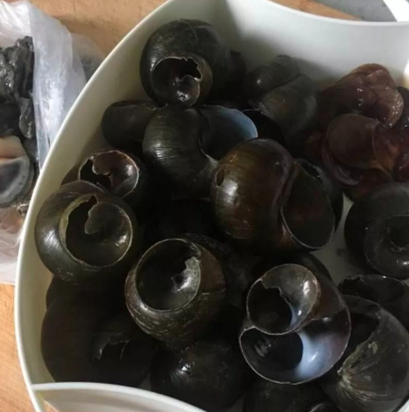 湖北田螺壳大量有货价格美丽精品田螺壳