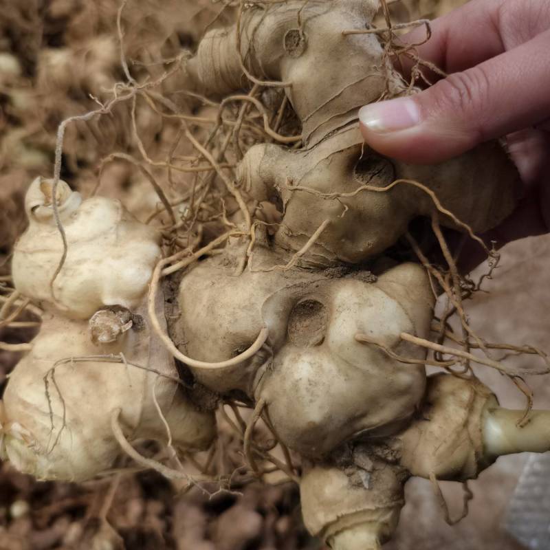 黄精不倒苗中药材黄精种植基地一手源头基地