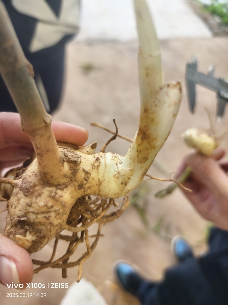 黄精不倒苗中药材黄精种植基地一手源头基地