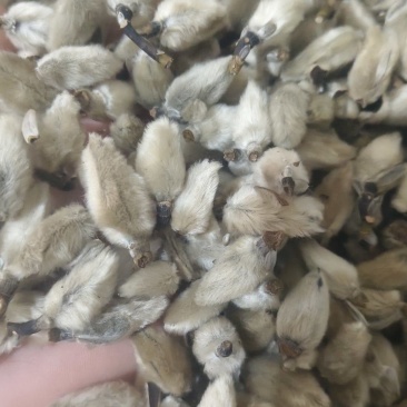 【辛夷花】无硫磺天然干货实拍现货保证正品正品保证