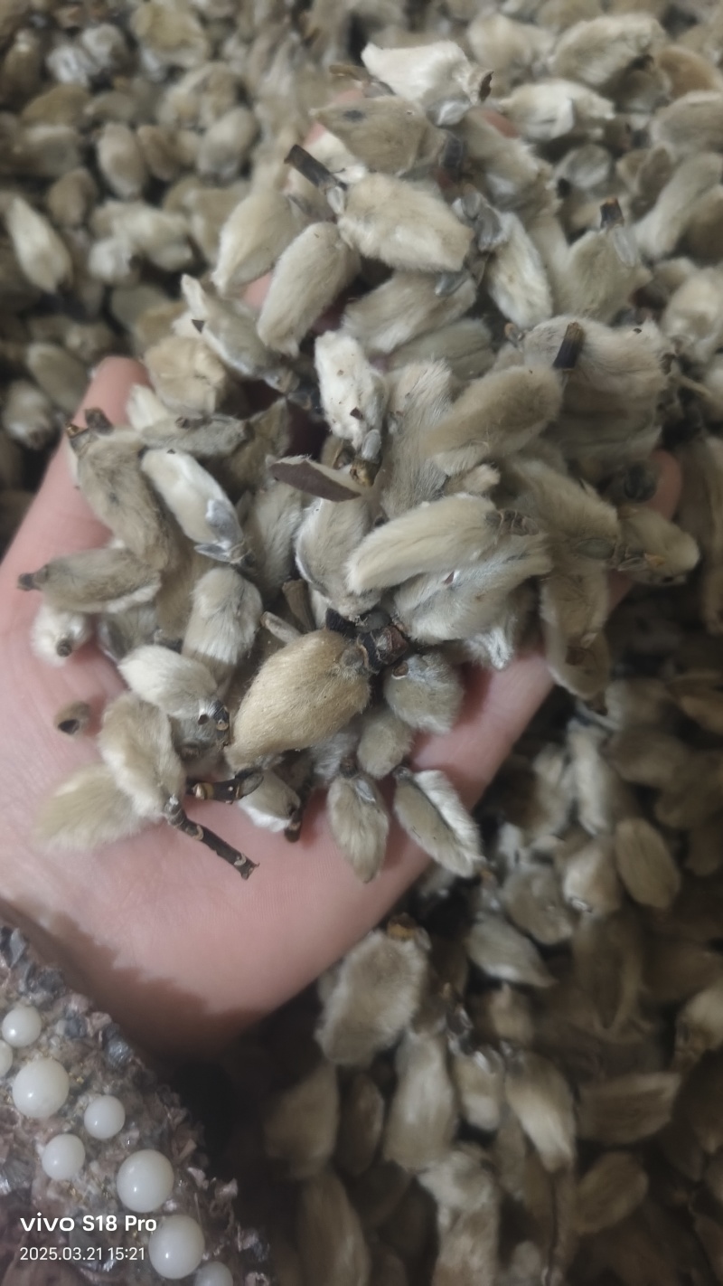 【辛夷花】无硫磺天然干货实拍现货保证正品正品保证