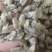 【辛夷花】无硫磺天然干货实拍现货保证正品正品保证