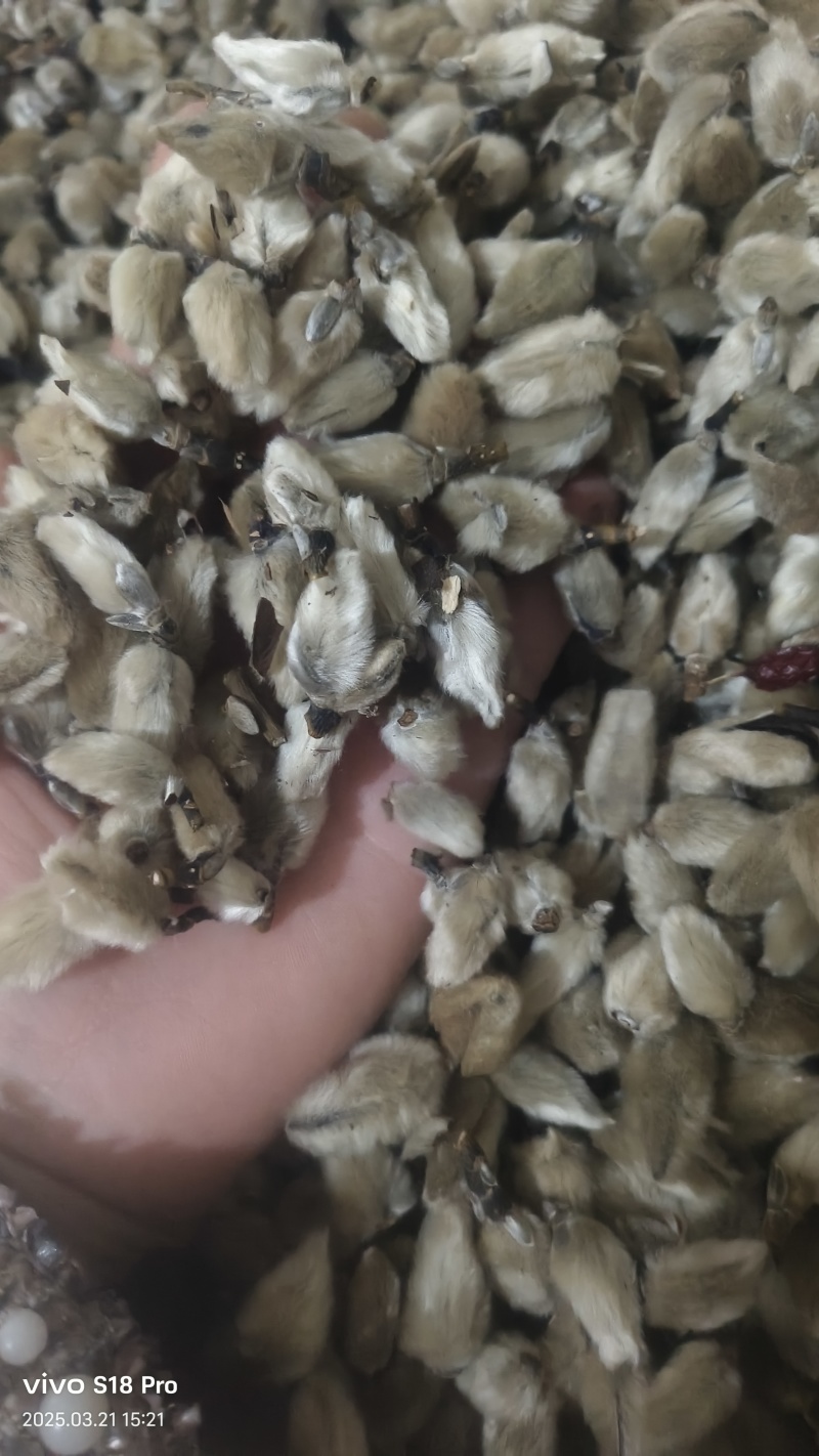 【辛夷花】无硫磺天然干货实拍现货保证正品正品保证