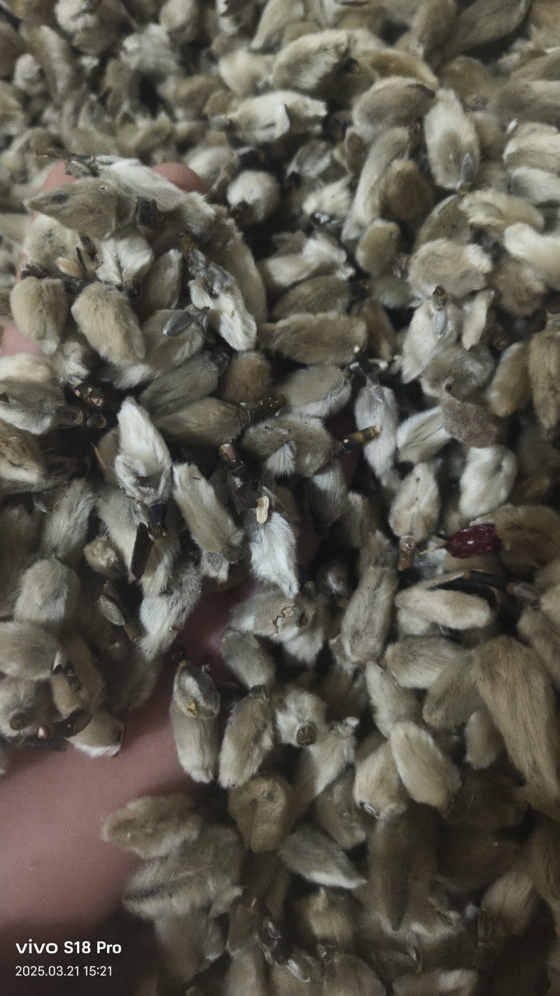 【辛夷花】无硫磺天然干货实拍现货保证正品正品保证