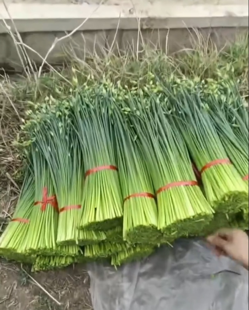 韭黄
