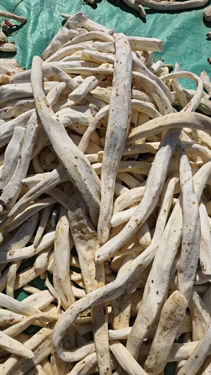 铁棍山药光条一手货源充足规格齐全库存量大