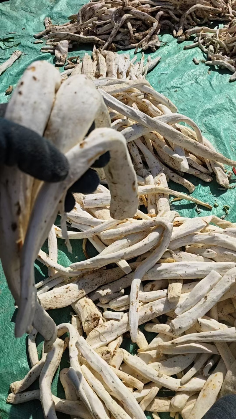 铁棍山药光条一手货源充足规格齐全库存量大