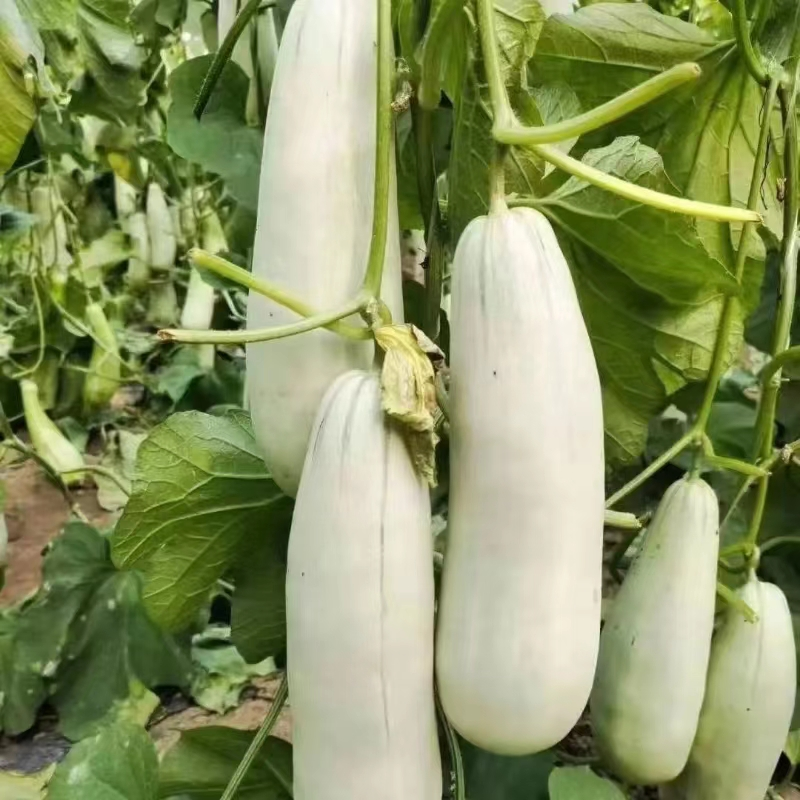 精品羊角蜜甜瓜博洋甜瓜61产地供应规格齐全基地直发