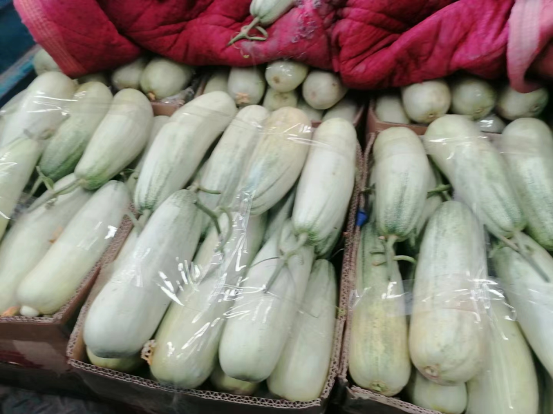 精品羊角蜜甜瓜博洋甜瓜61产地供应规格齐全基地直发
