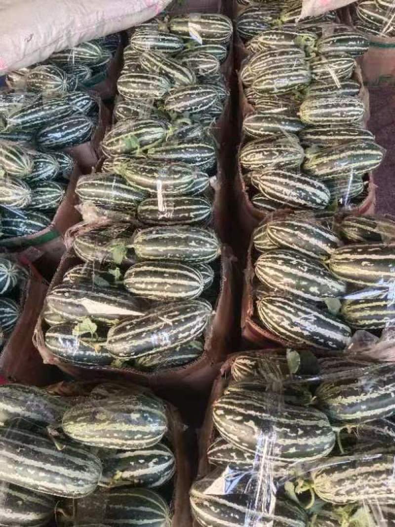 【推荐】河南甜瓜/博洋九号甜瓜/基地直发/欢迎咨询