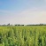 新鲜野生艾草！端午节供应全国各地，品质保证，可视频看货