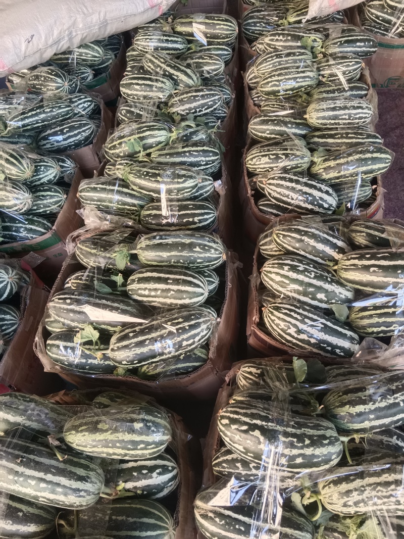 【推荐】河南甜瓜/博洋九号甜瓜/基地直发/欢迎咨询