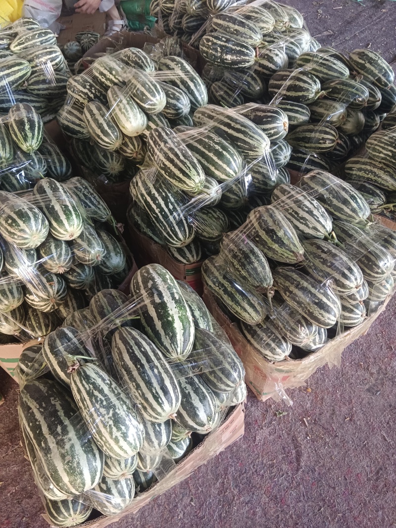 【推荐】河南甜瓜/博洋九号甜瓜/基地直发/欢迎咨询