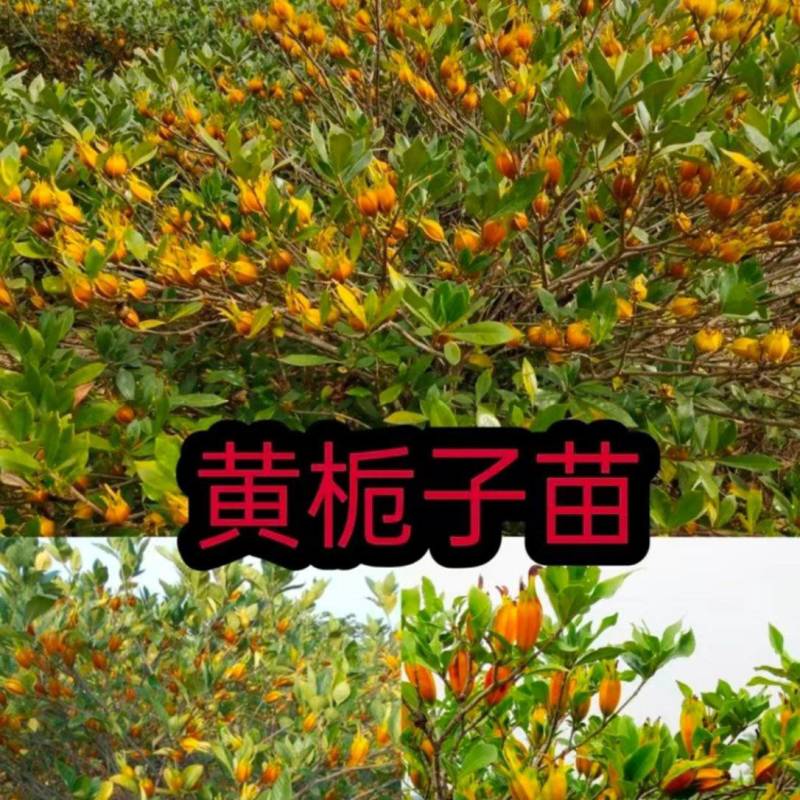 黄栀子苗四川中药材种植基地药栀子种植基地一手货源