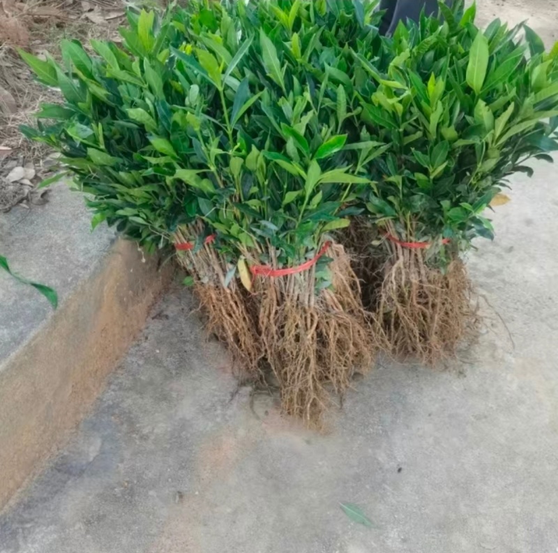 黄栀子苗四川中药材种植基地药栀子种植基地一手货源