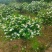 黄栀子苗四川中药材种植基地药栀子种植基地一手货源