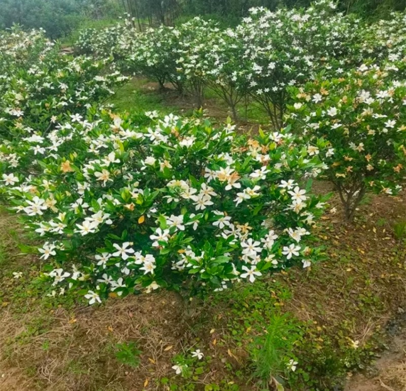 黄栀子苗四川中药材种植基地药栀子种植基地一手货源