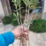 黄栀子苗四川中药材种植基地药栀子种植基地一手货源