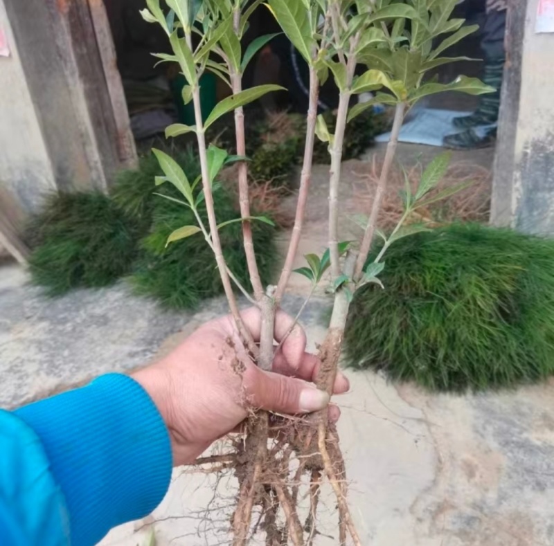 黄栀子苗四川中药材种植基地药栀子种植基地一手货源
