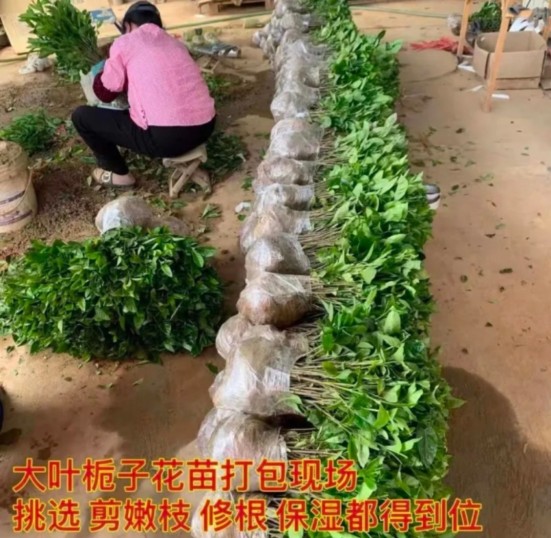 黄栀子苗四川中药材种植基地药栀子种植基地一手货源