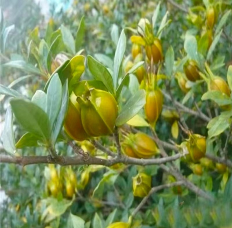 黄栀子苗四川中药材种植基地药栀子种植基地一手货源