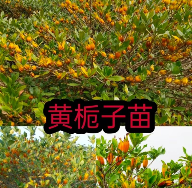 黄栀子苗四川中药材种植基地药栀子种植基地一手货源