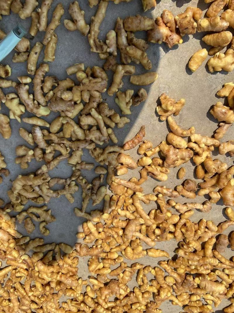 大黄姜姜把小黄姜姜把大量供应可视频看货欢迎来电采购
