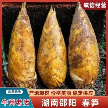 【精品高山春笋】出自湖南高海拔山区环境好笋质鲜嫩多汁量大价优