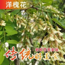 推荐洋槐花河南槐花营养高口感独特河南特产现摘现发欢迎联系