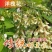 推荐洋槐花河南槐花营养高口感独特河南特产现摘现发欢迎联系