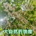 推荐洋槐花河南槐花营养高口感独特河南特产现摘现发欢迎联系
