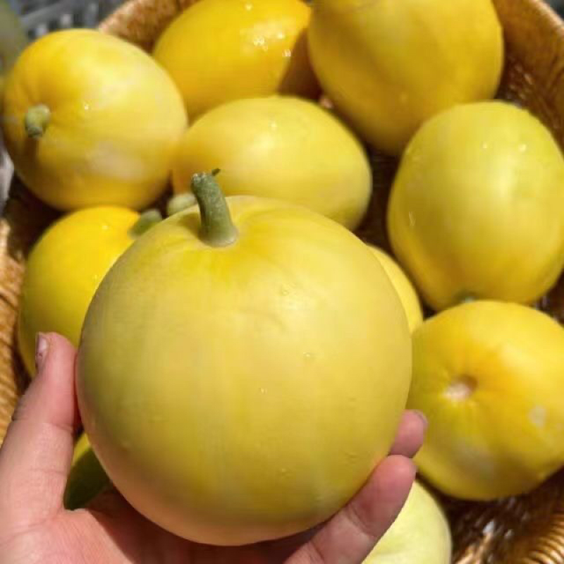 精品黄金蜜/星甜20甜瓜安阳产地直供量大从优欢迎咨询