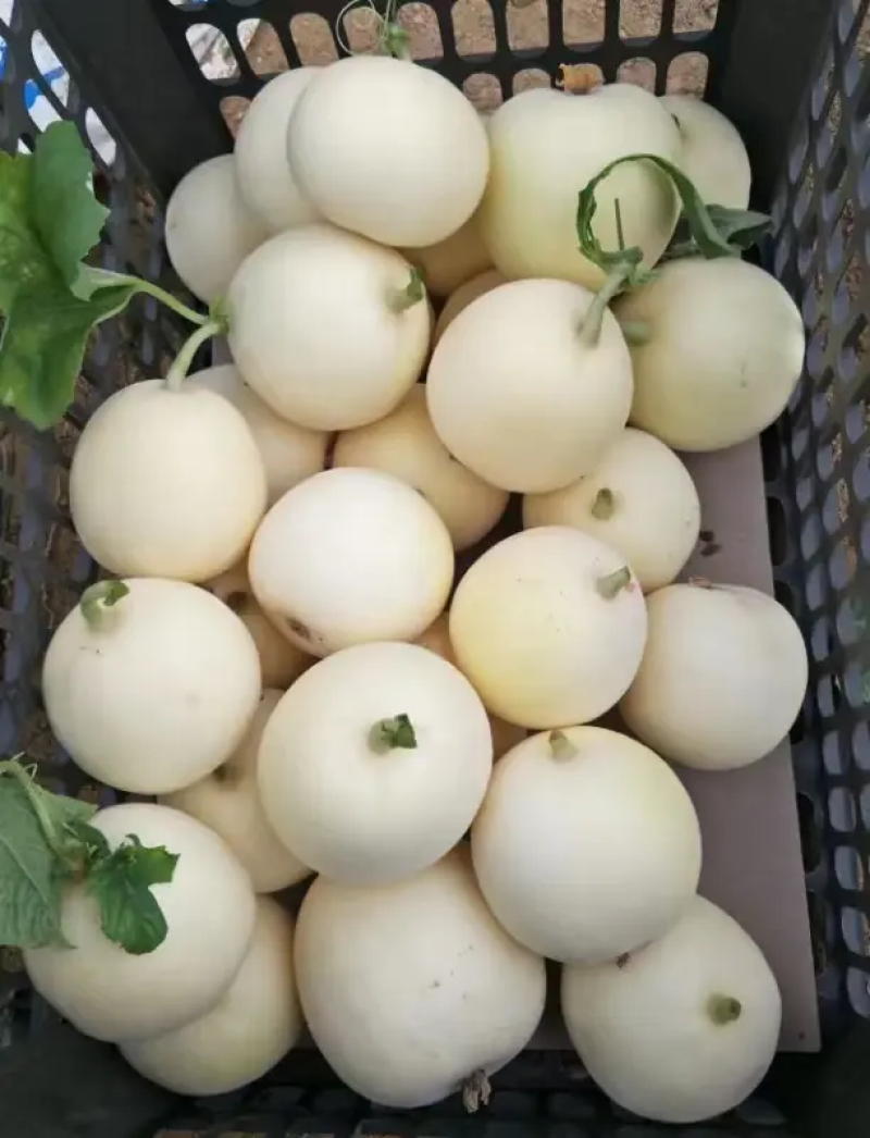 精品黄金蜜/星甜20甜瓜安阳产地直供量大从优欢迎咨询
