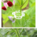 绿植果树植物固定夹卡扣藤蔓固定器秧苗爬藤支撑杆果蔬秧苗吊秧夹