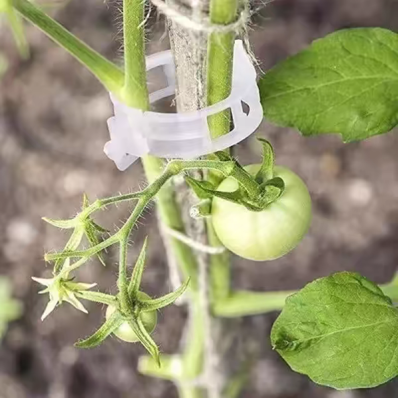 绿植果树植物固定夹卡扣藤蔓固定器秧苗爬藤支撑杆果蔬秧苗吊秧夹