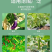 绿植果树植物固定夹卡扣藤蔓固定器秧苗爬藤支撑杆果蔬秧苗吊秧夹