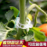 绿植果树植物固定夹卡扣藤蔓固定器秧苗爬藤支撑杆果蔬秧苗吊秧夹