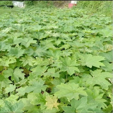大通草苗四川中药材种植基地专业种植技术包回收