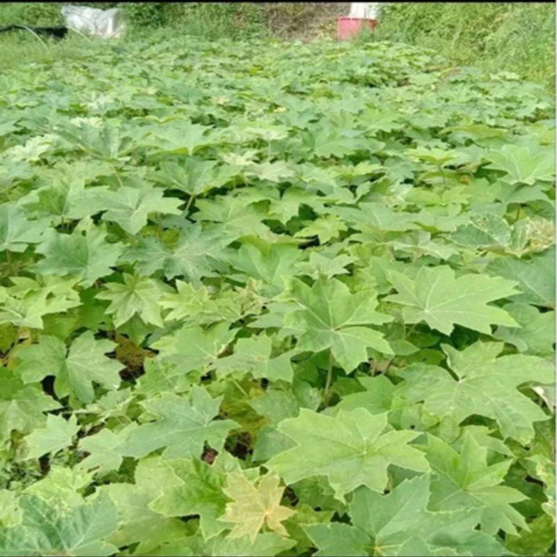 大通草苗四川中药材种植基地专业种植技术包回收