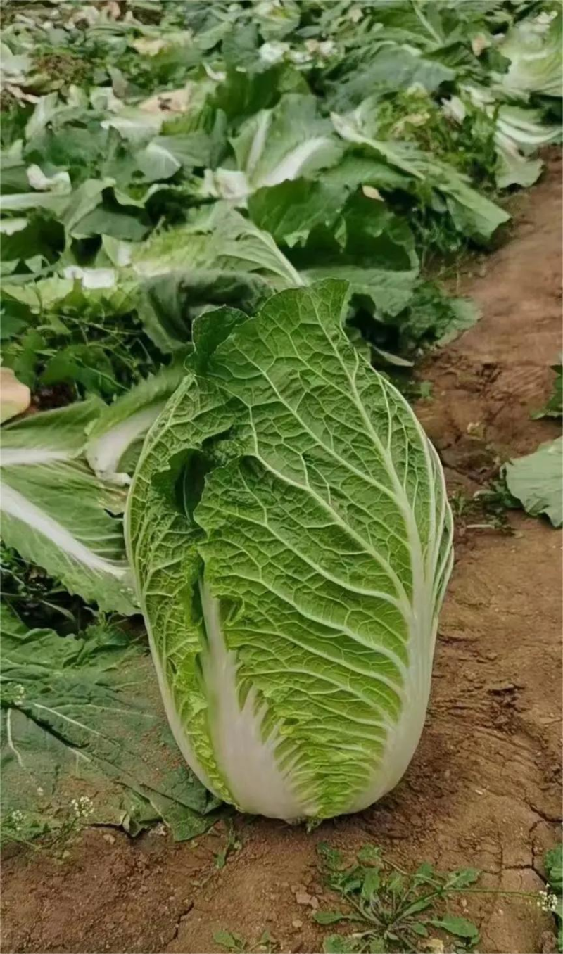 白菜黄心白菜无烧心无病虫害产地直发品质保障来电咨询