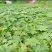 大通草苗四川中药材种植基地专业种植技术包回收