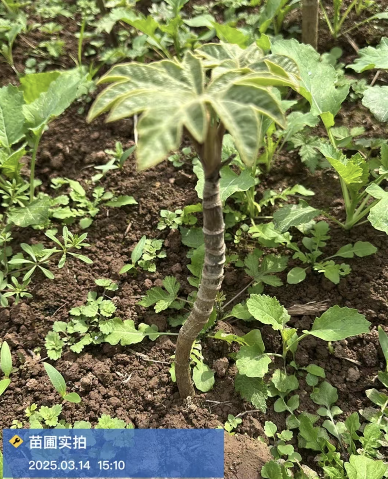 大通草苗四川中药材种植基地专业种植技术包回收